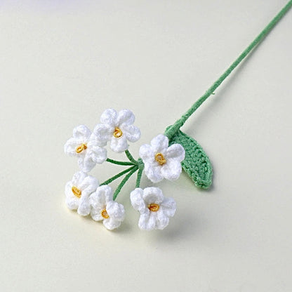 Myosotis