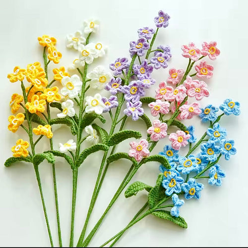 Myosotis